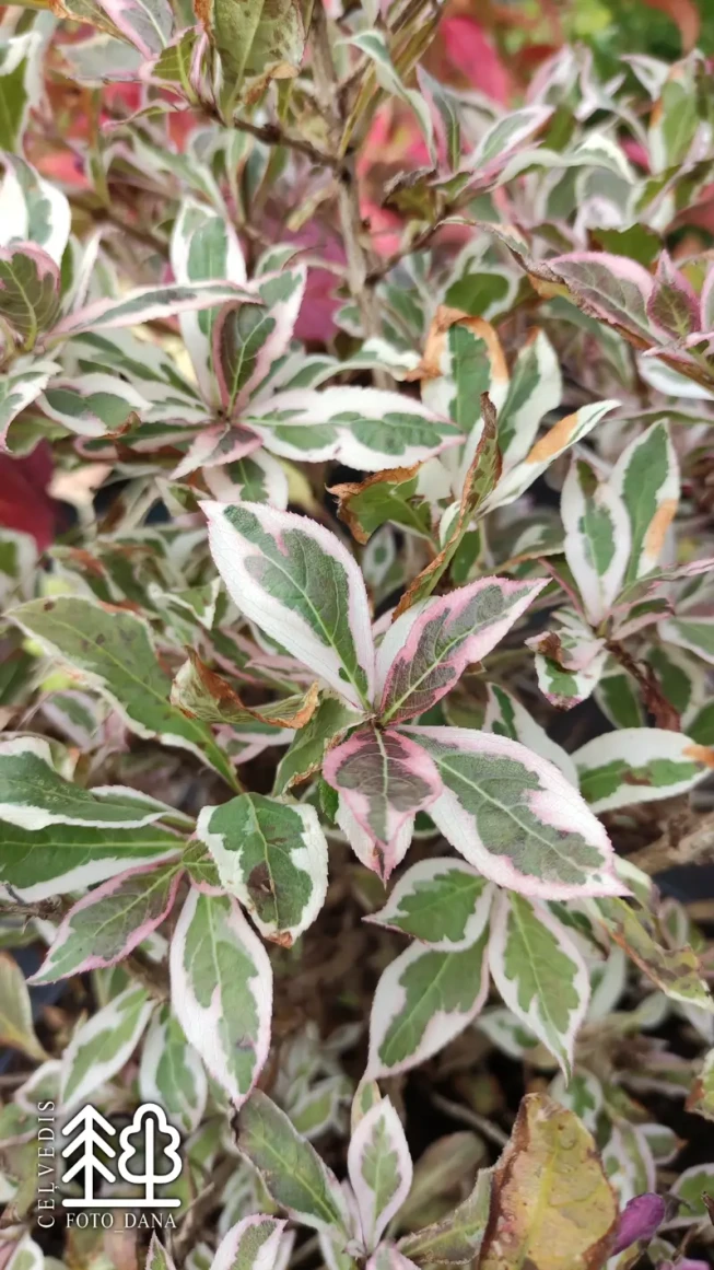 Weigela florida   'Monet' = 'Verweig'
